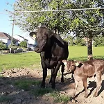 Uelis-stoeckli-gaestezimmer Auf Bauernhof Mit Billiard Und Alpakatrekking Meikirch