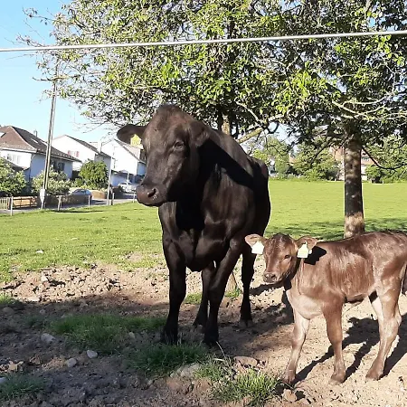 Uelis-stoeckli-gaestezimmer Auf Bauernhof Mit Billiard Und Alpakatrekking Meikirch