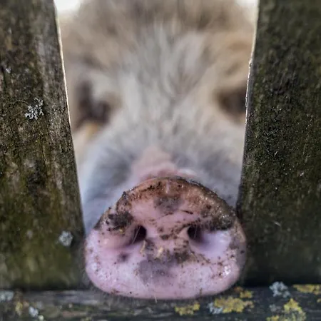 Gospodarstwo agroturystyczne Uelis-stoeckli-gaestezimmer Auf Bauernhof Mit Billiard Und Alpakatrekking