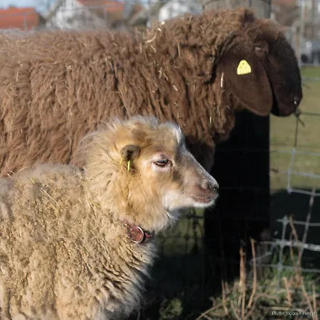 Gospodarstwo agroturystyczne Uelis-stoeckli-gaestezimmer Auf Bauernhof Mit Billiard Und Alpakatrekking *