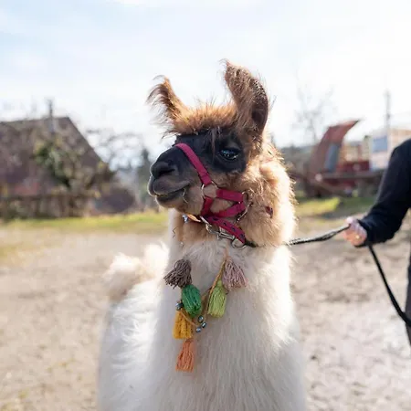 Uelis-stoeckli-gaestezimmer Auf Bauernhof Mit Billiard Und Alpakatrekking *