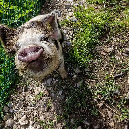 Uelis-stoeckli-gaestezimmer Auf Bauernhof Mit Billiard Und Alpakatrekking * Meikirch