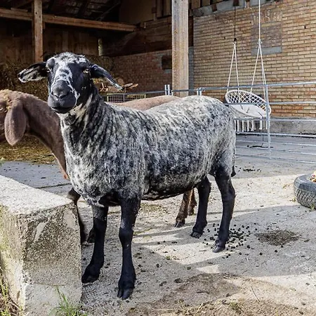 Uelis-stoeckli-gaestezimmer Auf Bauernhof Mit Billiard Und Alpakatrekking