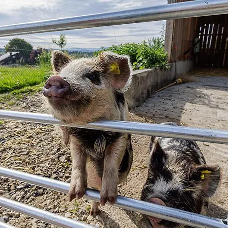 Uelis-stoeckli-gaestezimmer Auf Bauernhof Mit Billiard Und Alpakatrekking