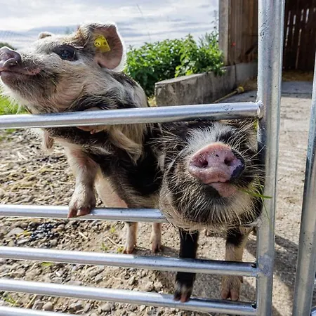 Uelis-stoeckli-gaestezimmer Auf Bauernhof Mit Billiard Und Alpakatrekking Gospodarstwo agroturystyczne