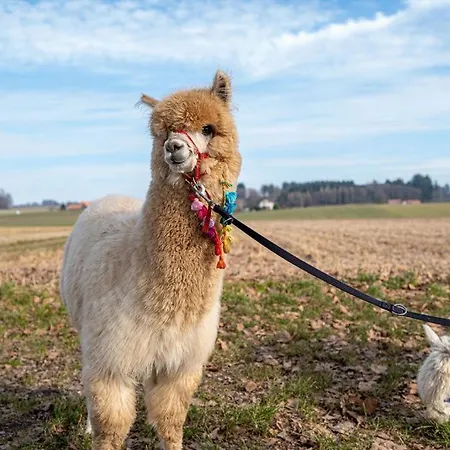 Gospodarstwo agroturystyczne Uelis-stoeckli-gaestezimmer Auf Bauernhof Mit Billiard Und Alpakatrekking Meikirch